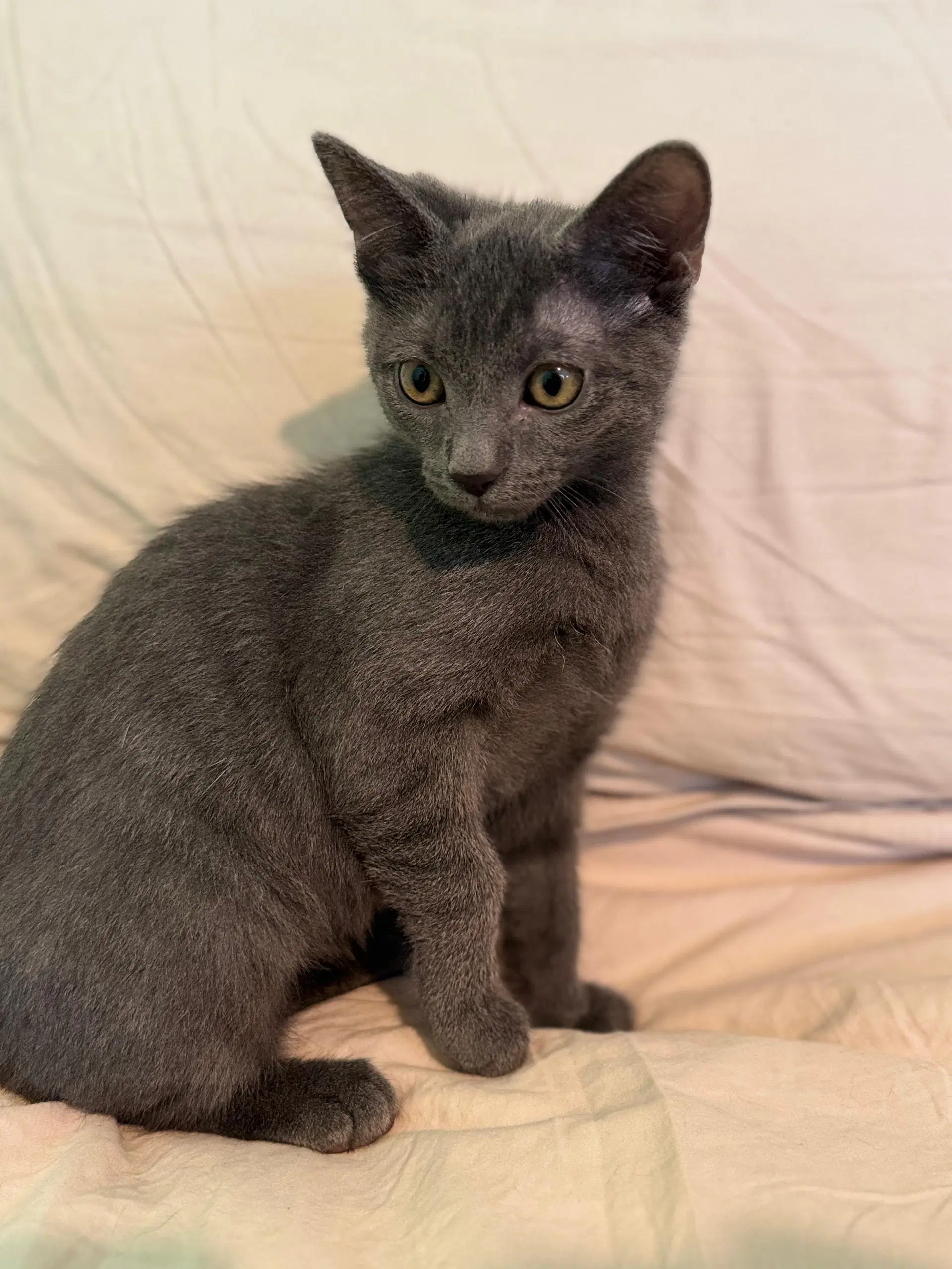 Radler - Domestic Short Hair