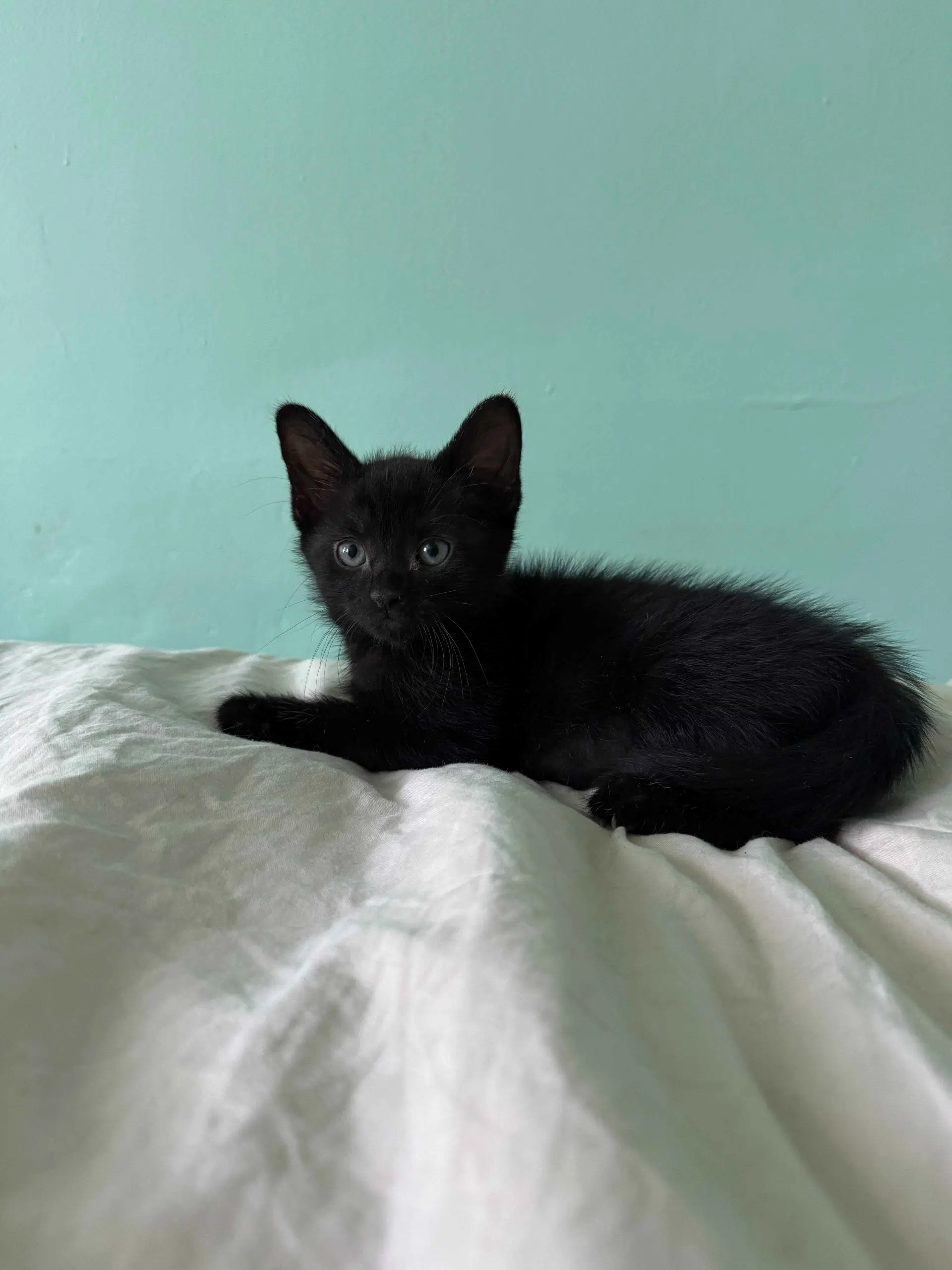 Midnight Shandy - Domestic Short Hair