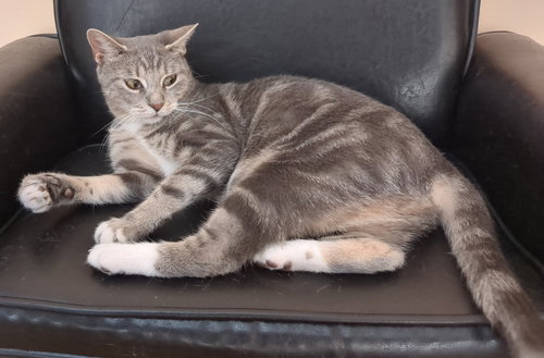 Mamma Shandy, a cat for adoption from Trenton Cats Rescue
