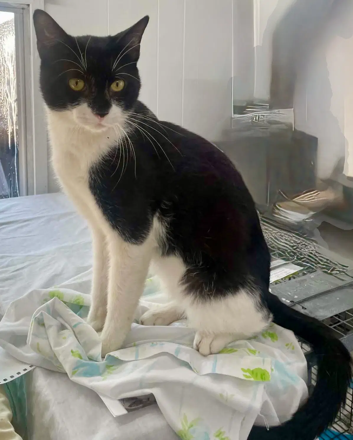 Papa Shandy - Domestic Short Hair