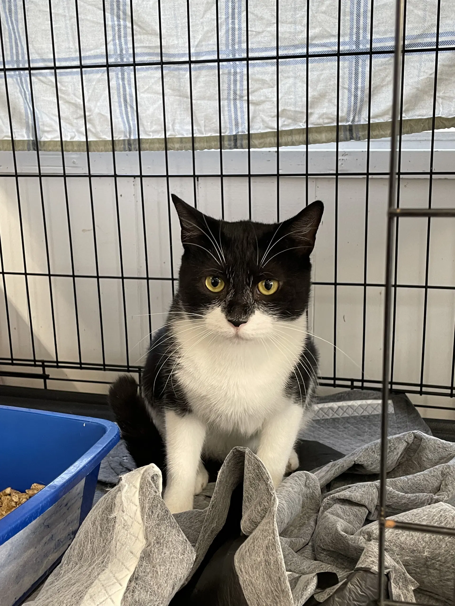 Papa Shandy - Domestic Short Hair