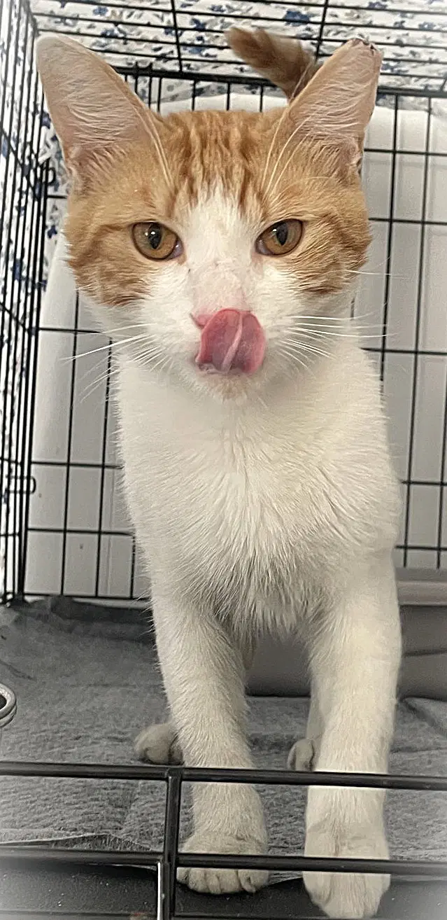 Ali - Domestic Short Hair