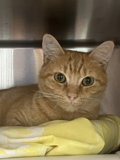 Rain Drop, a cat for adoption from Trenton Cats Rescue