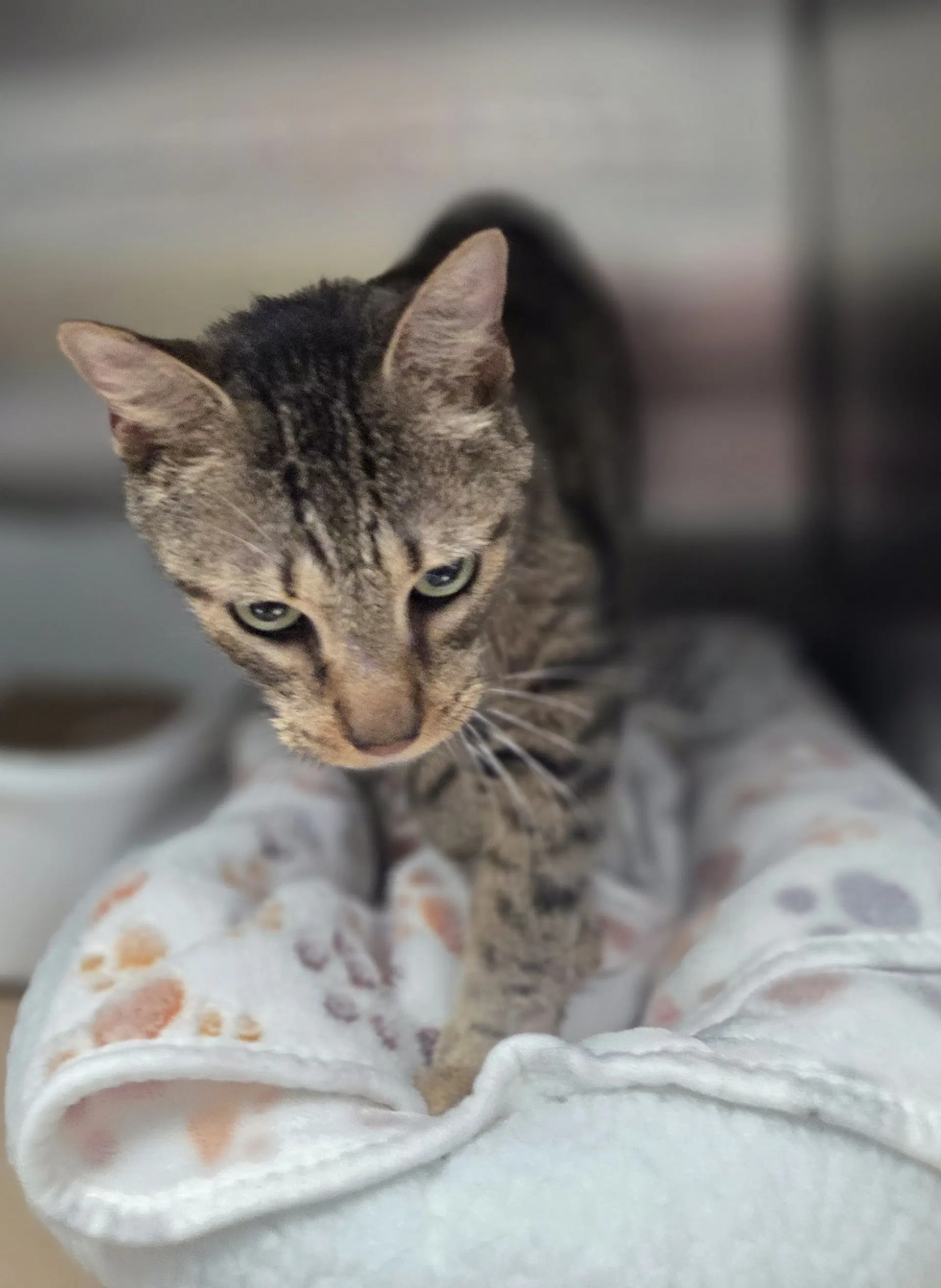 Chips Tas - Domestic Short Hair