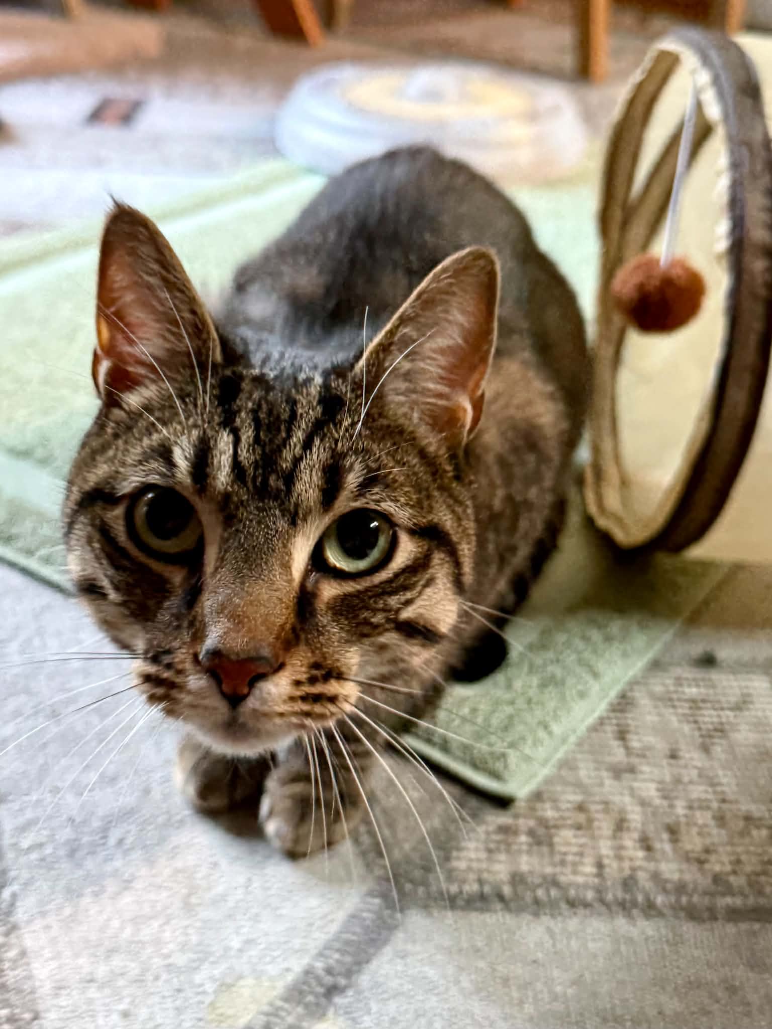 Skizzle Ishi - Domestic Short Hair