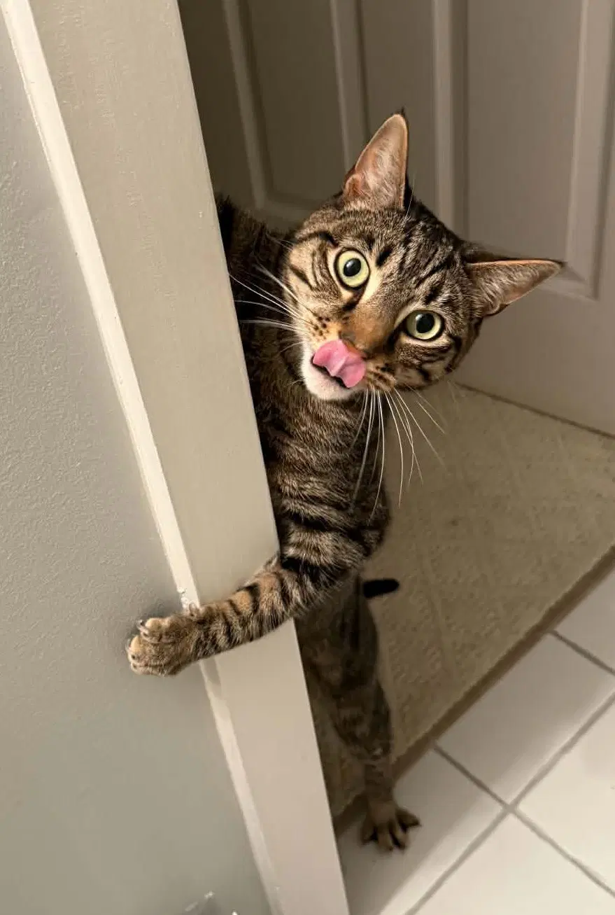 Skizzle Ishi - Domestic Short Hair