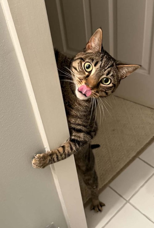 Skizzle Ishi, a cat for adoption from Trenton Cats Rescue