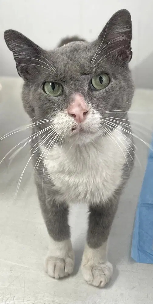 Cuddles - Domestic Short Hair
