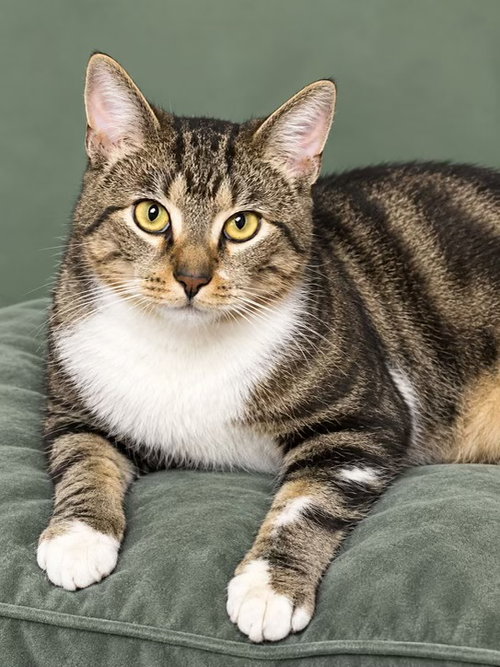 Liggy, an adult male cat up for adoption