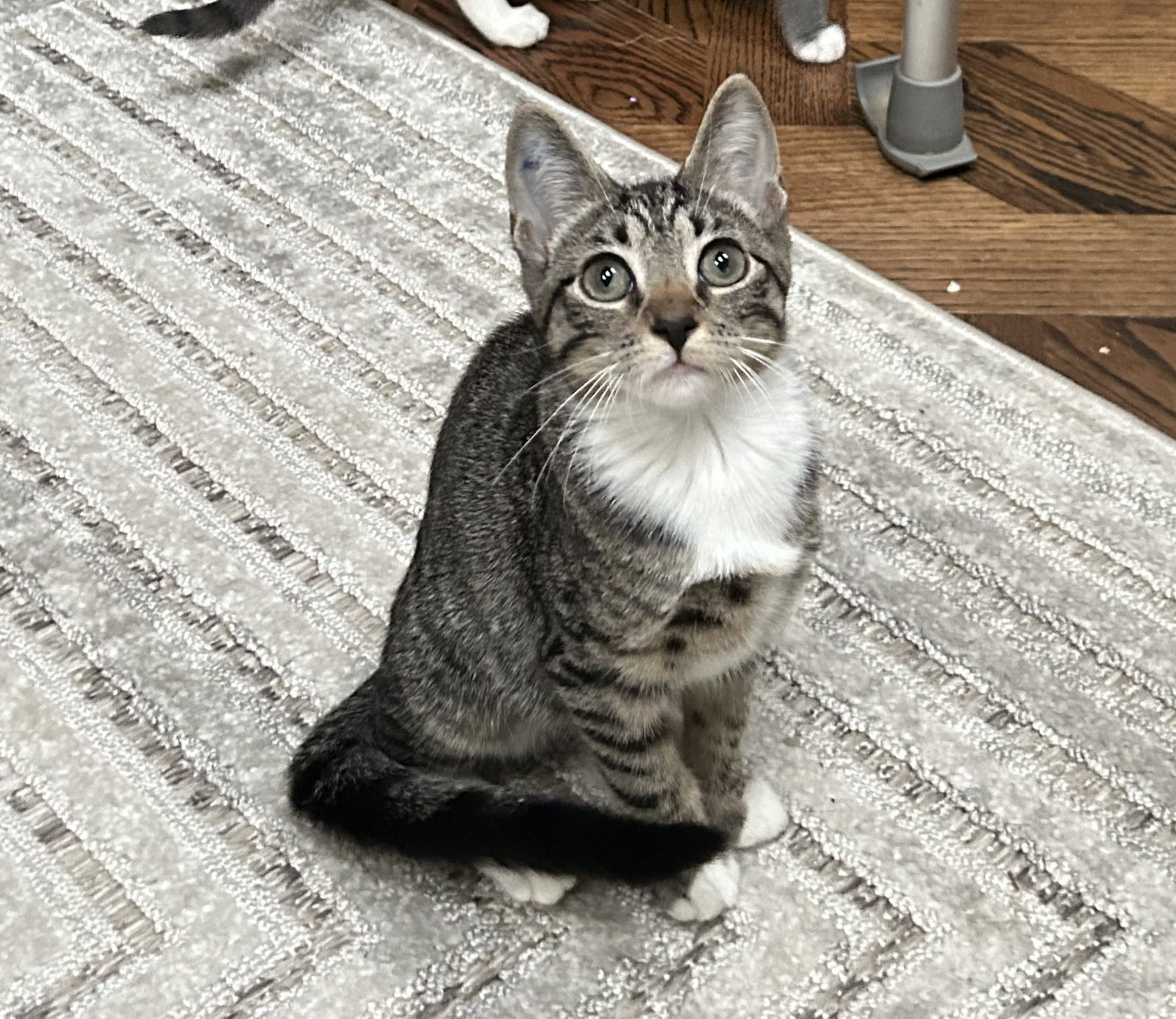 Holiday, cat — photo 1 of 4