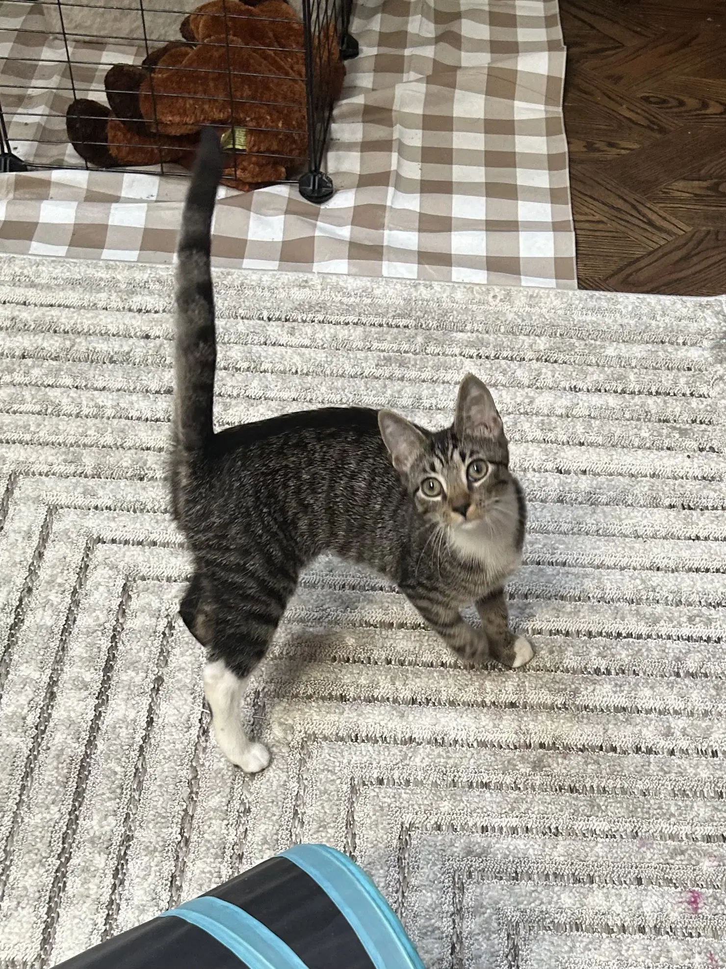 Holiday - Domestic Short Hair