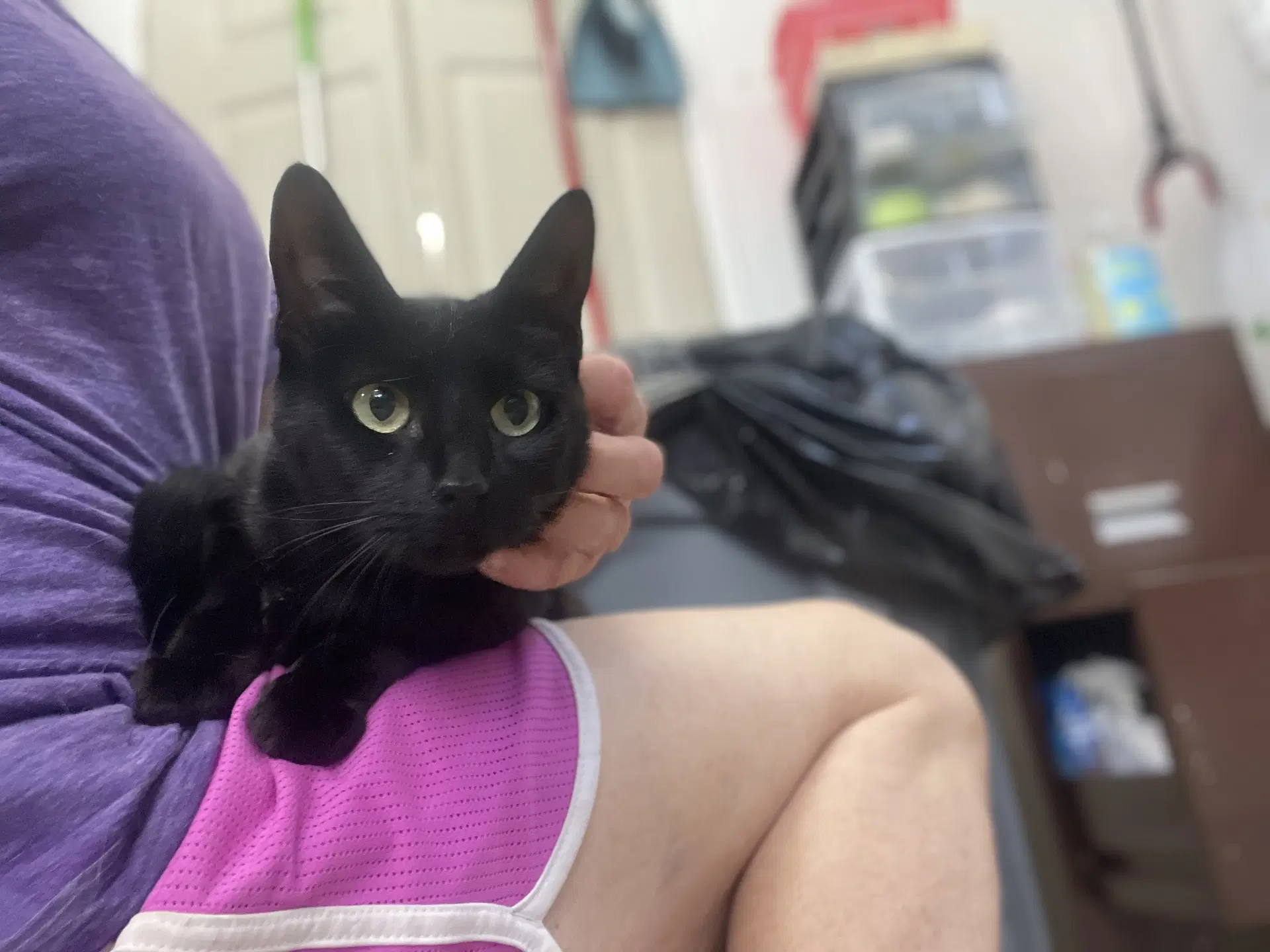 Lauren - Domestic Short Hair
