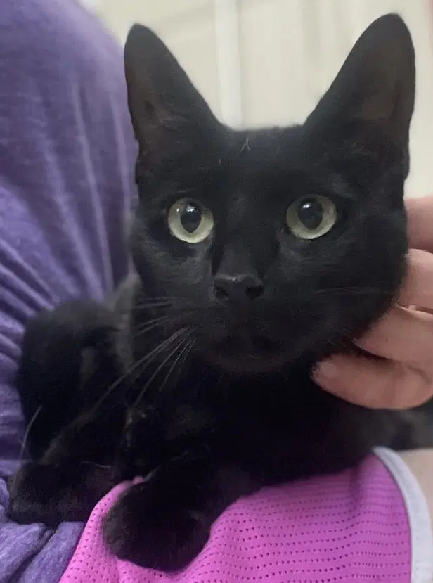 Lauren - Domestic Short Hair