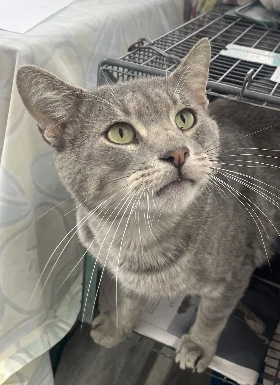 Tipper - Domestic Short Hair