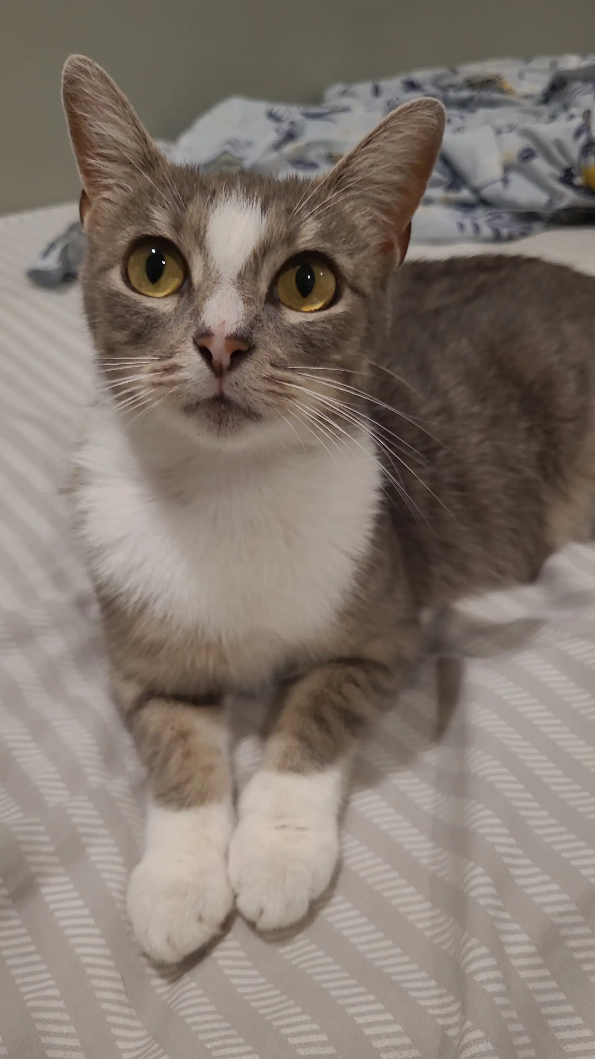 Biya - Domestic Short Hair