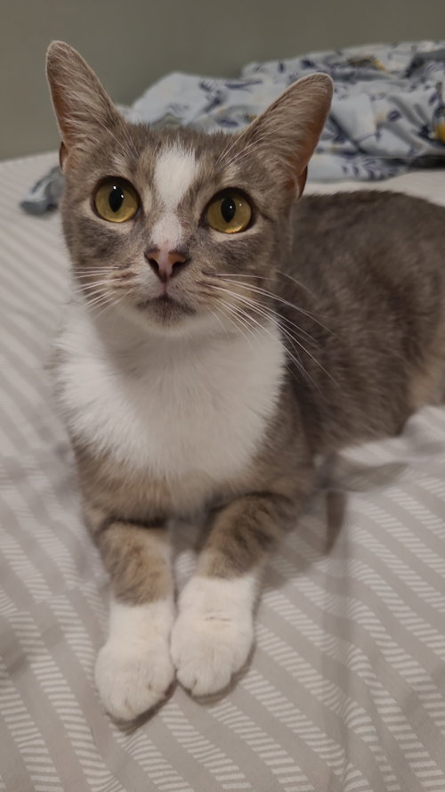 Biya, a cat for adoption from Trenton Cats Rescue