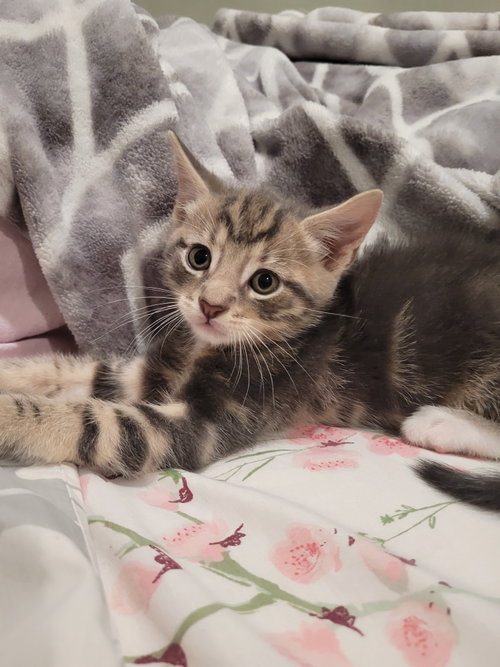 Busby, a cat for adoption from Trenton Cats Rescue