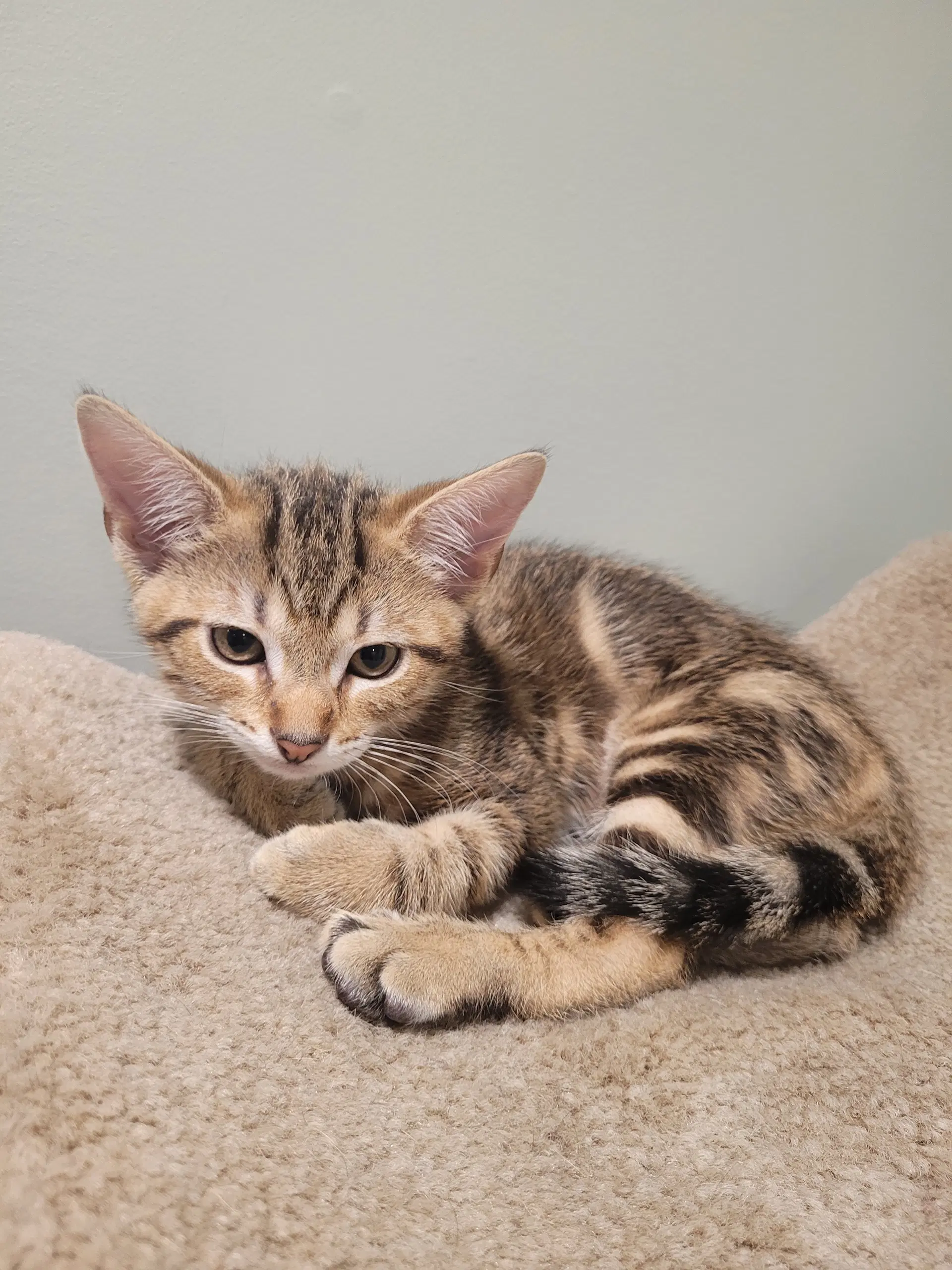 Bamby - Domestic Short Hair