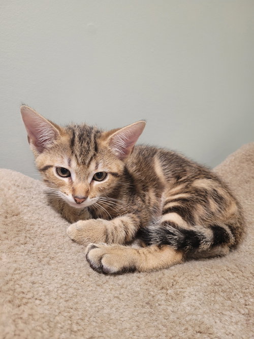 Bamby, a cat for adoption from Trenton Cats Rescue
