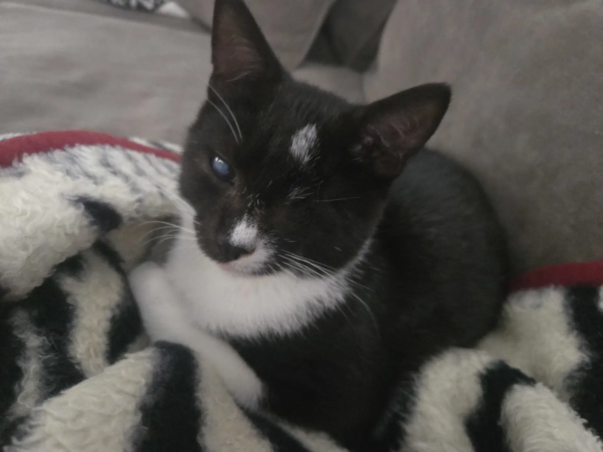 Emery - Domestic Short Hair