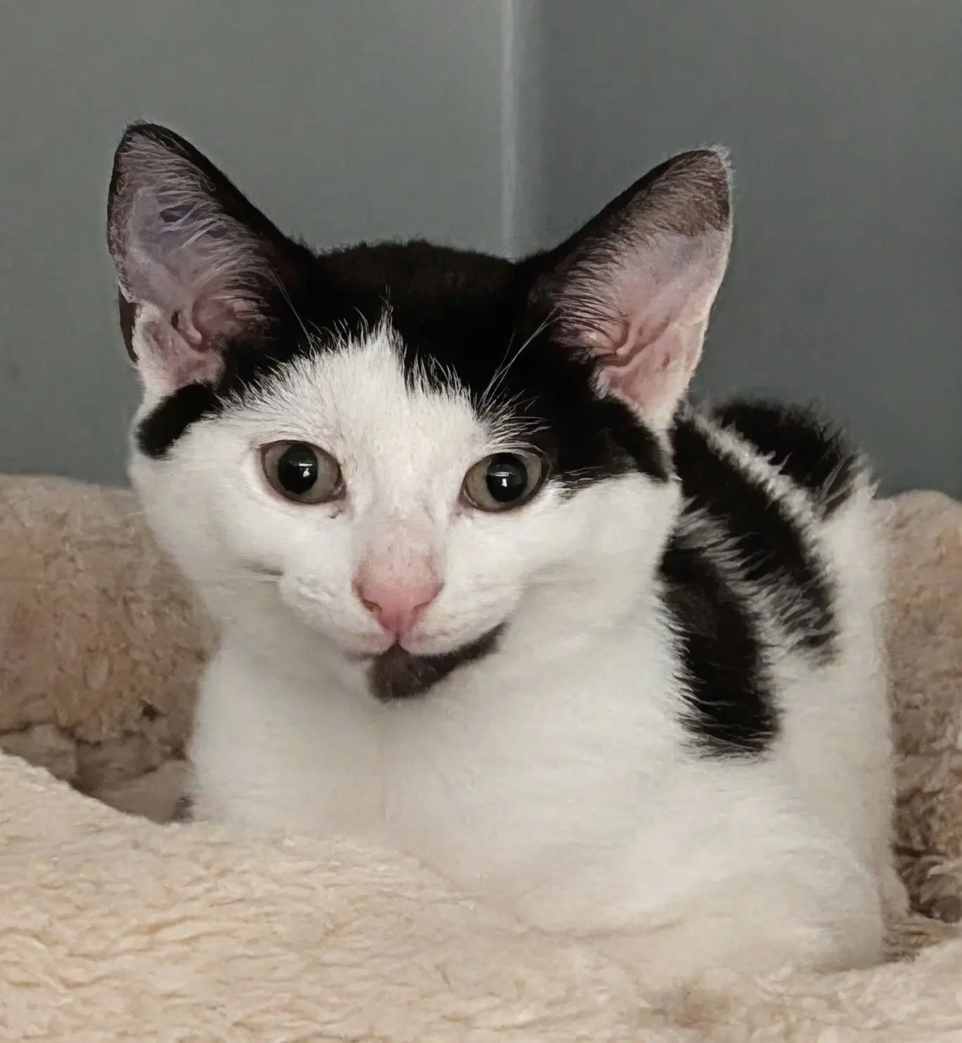 Ruby - Domestic Short Hair