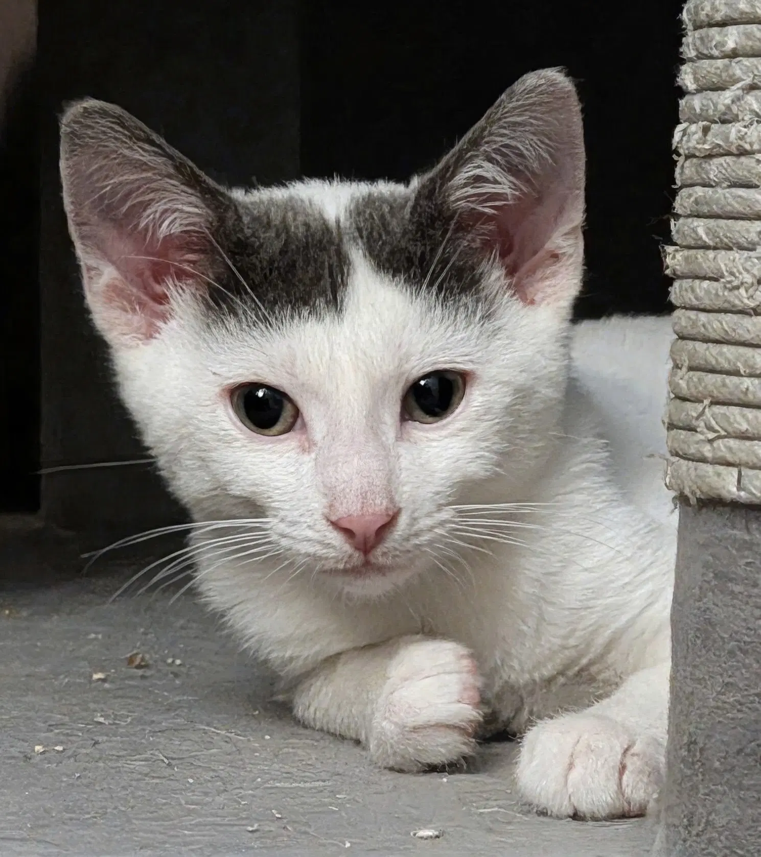 Onyx - Domestic Short Hair