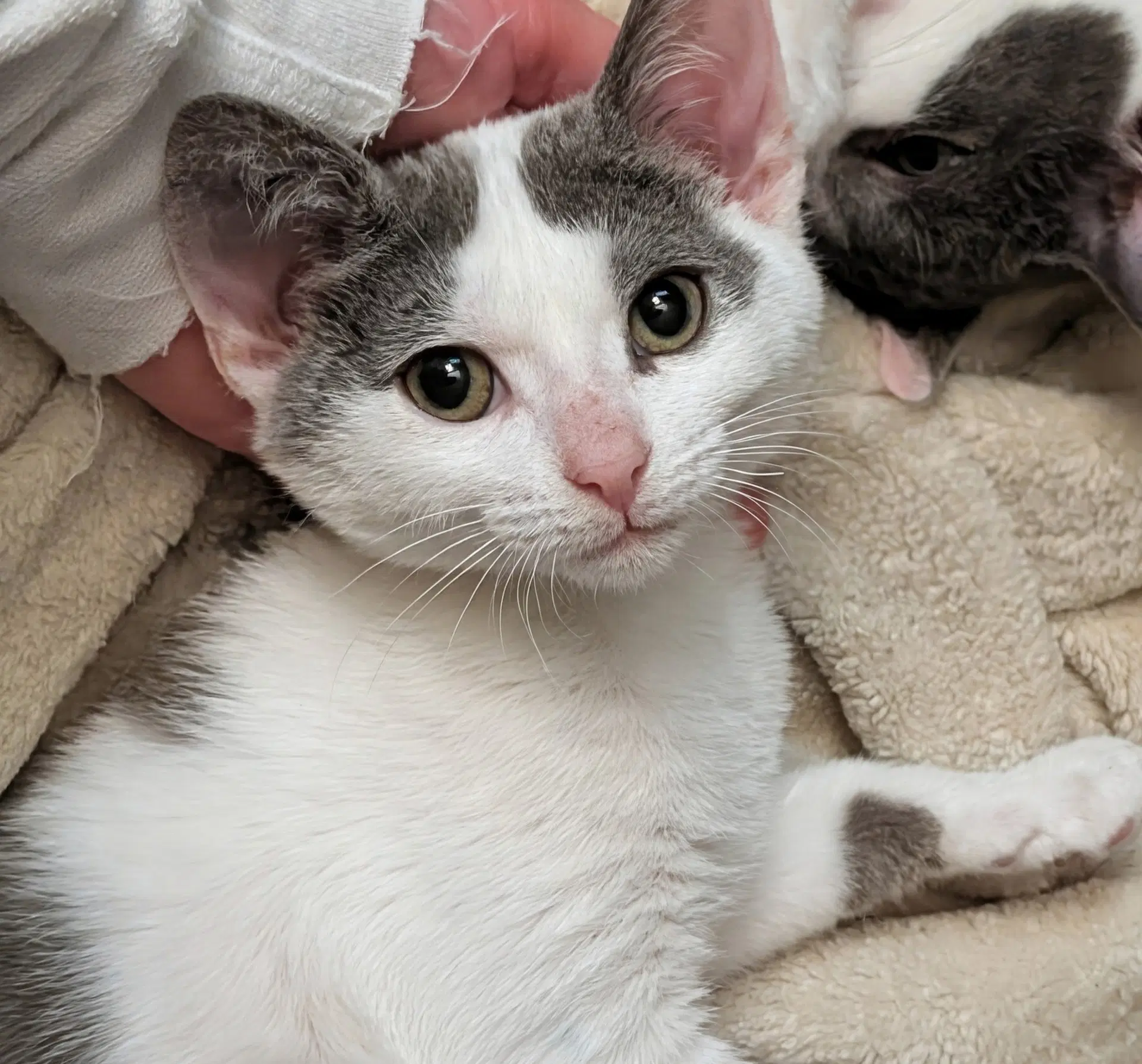 Amber - Domestic Short Hair