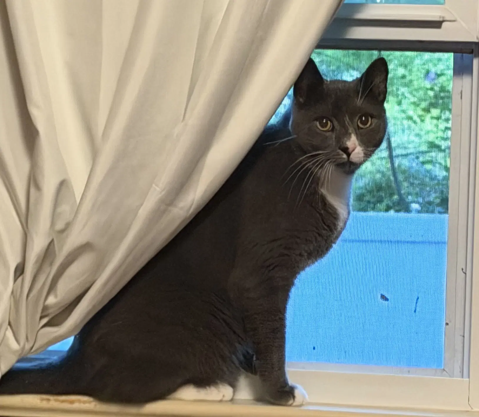 Willet Sandpiper - Domestic Short Hair