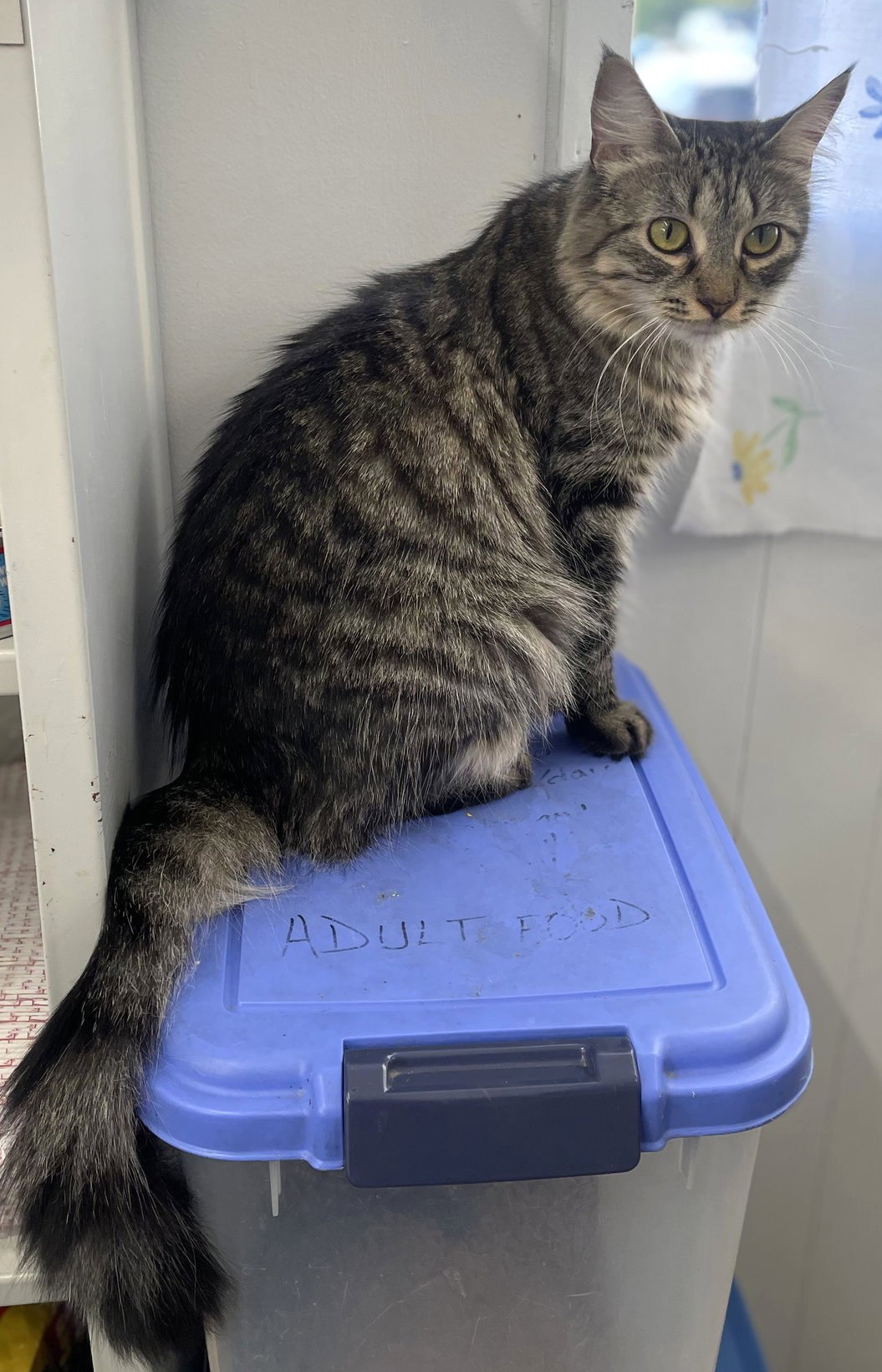 Tracy, cat — photo 1 of 7