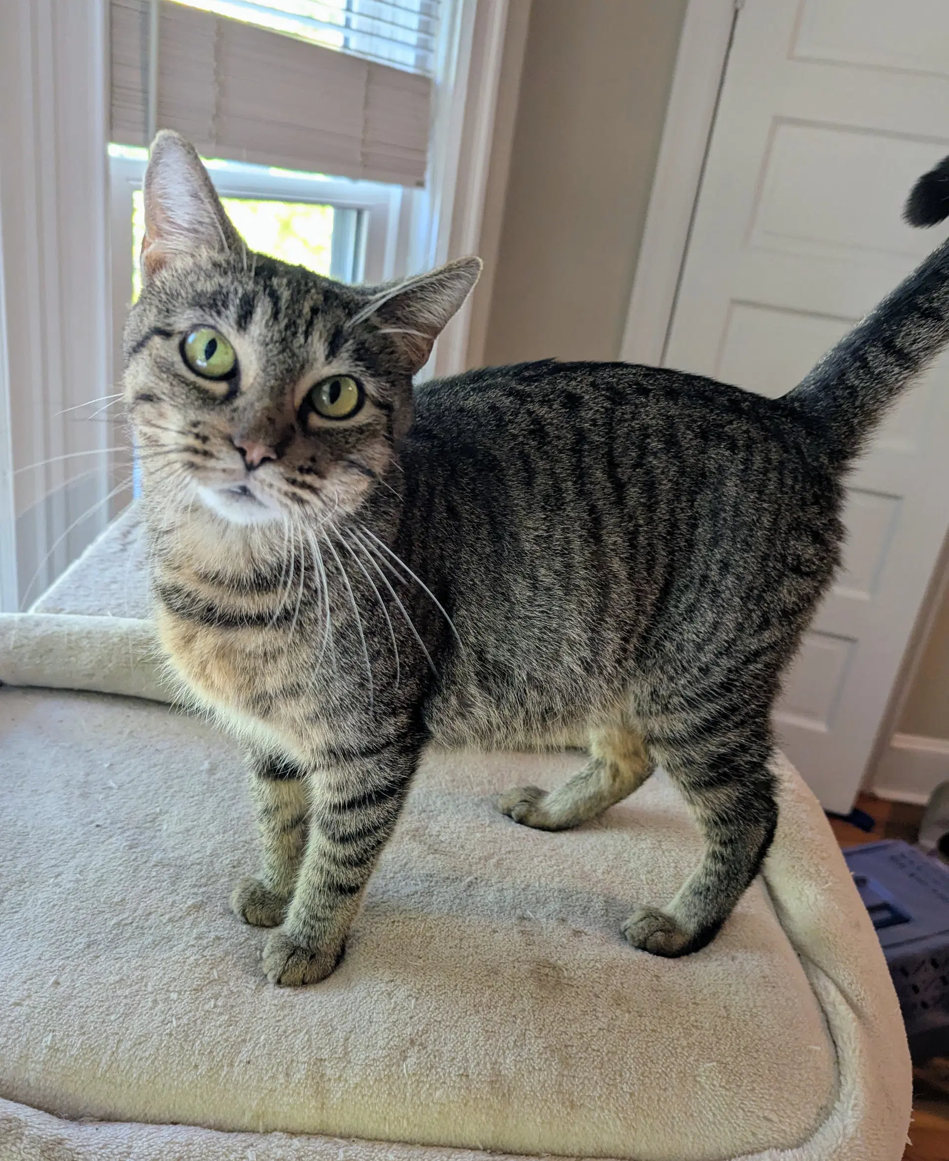 Saratina - Domestic Short Hair