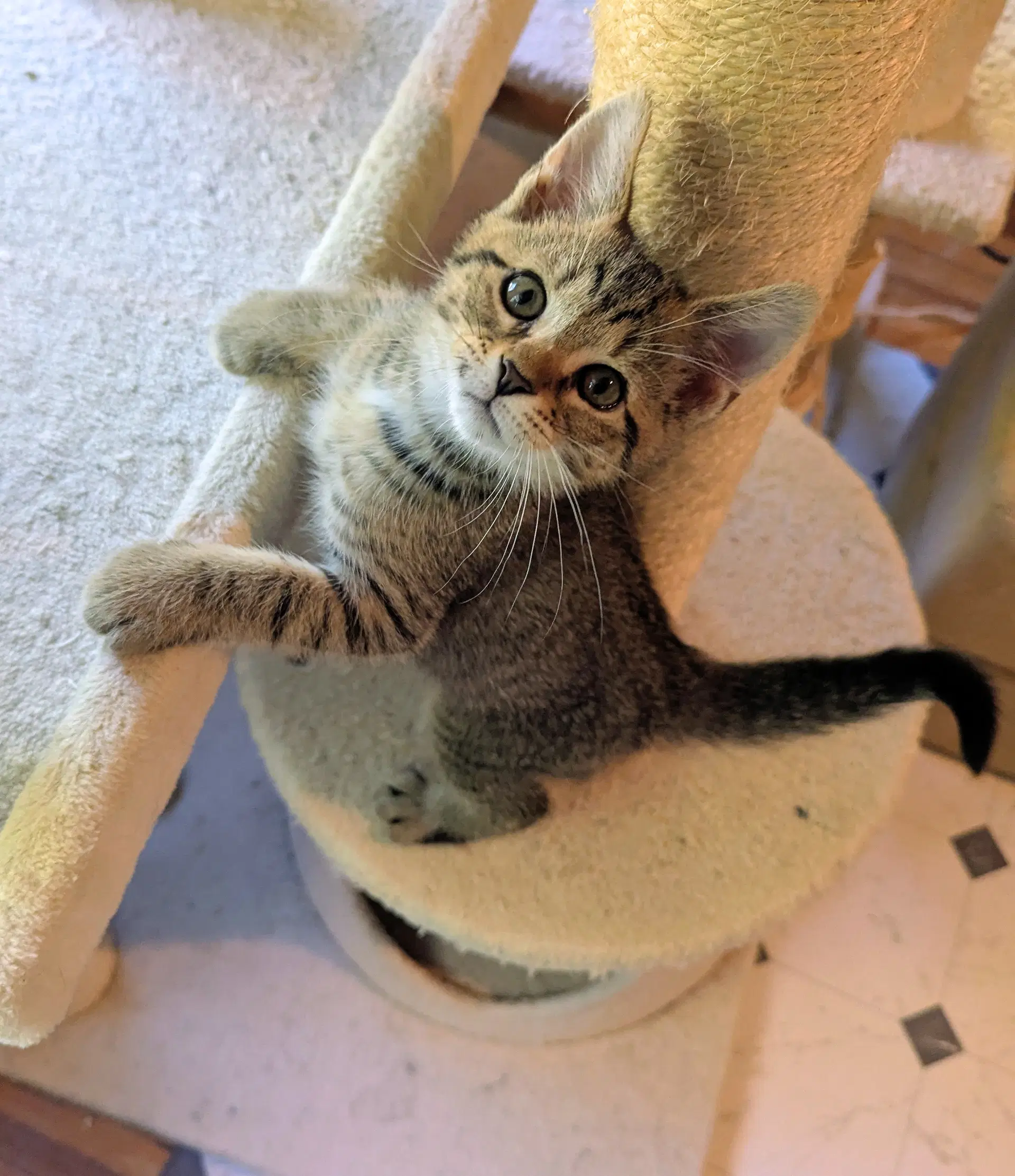 Seymour - Domestic Short Hair