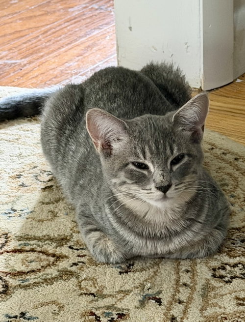 Adrenaline, a cat for adoption from Trenton Cats Rescue