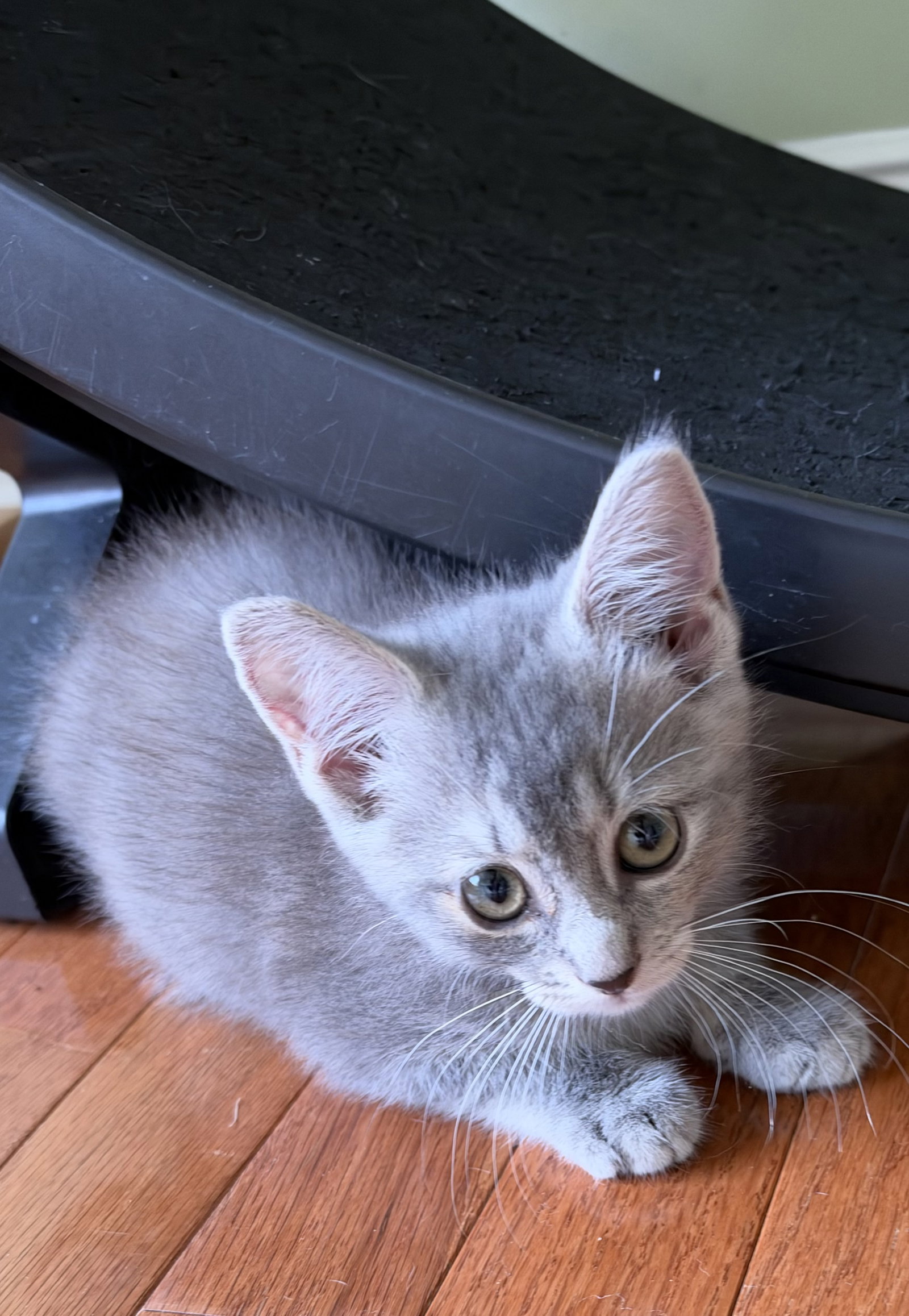 Dopamine, cat — photo 1 of 3