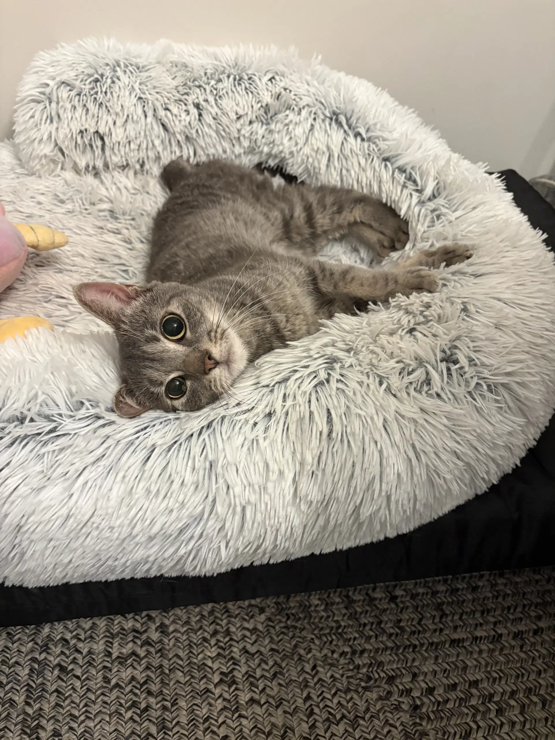 Gizmo D image 3