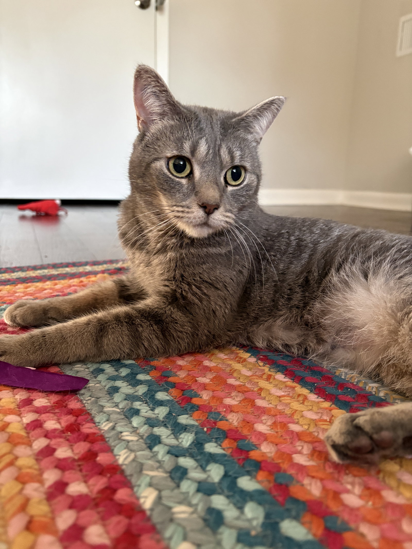 Gizmo D., cat — photo 1 of 4