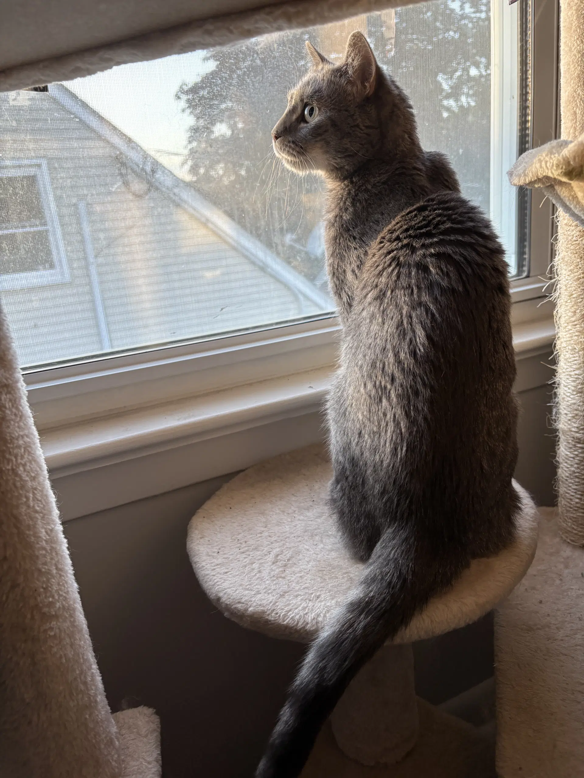 Gizmo D image 4