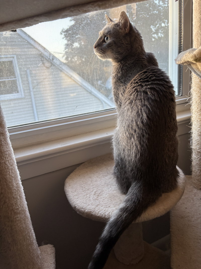 Gizmo D., photo 5