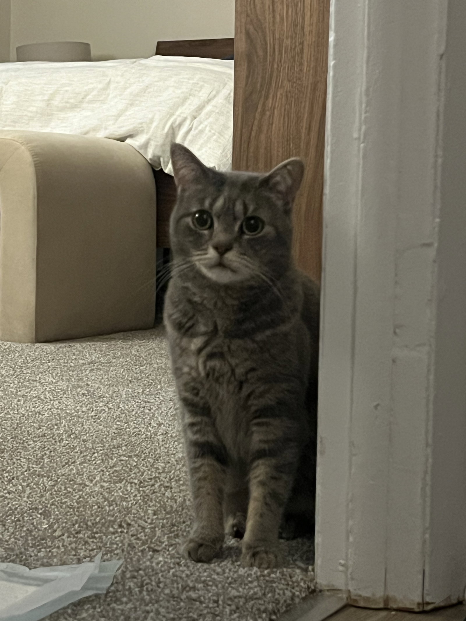 Gizmo D., photo 3