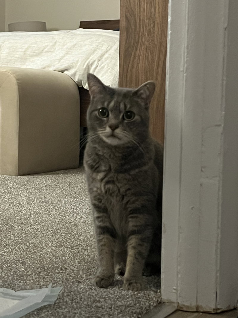 Gizmo D., photo 3