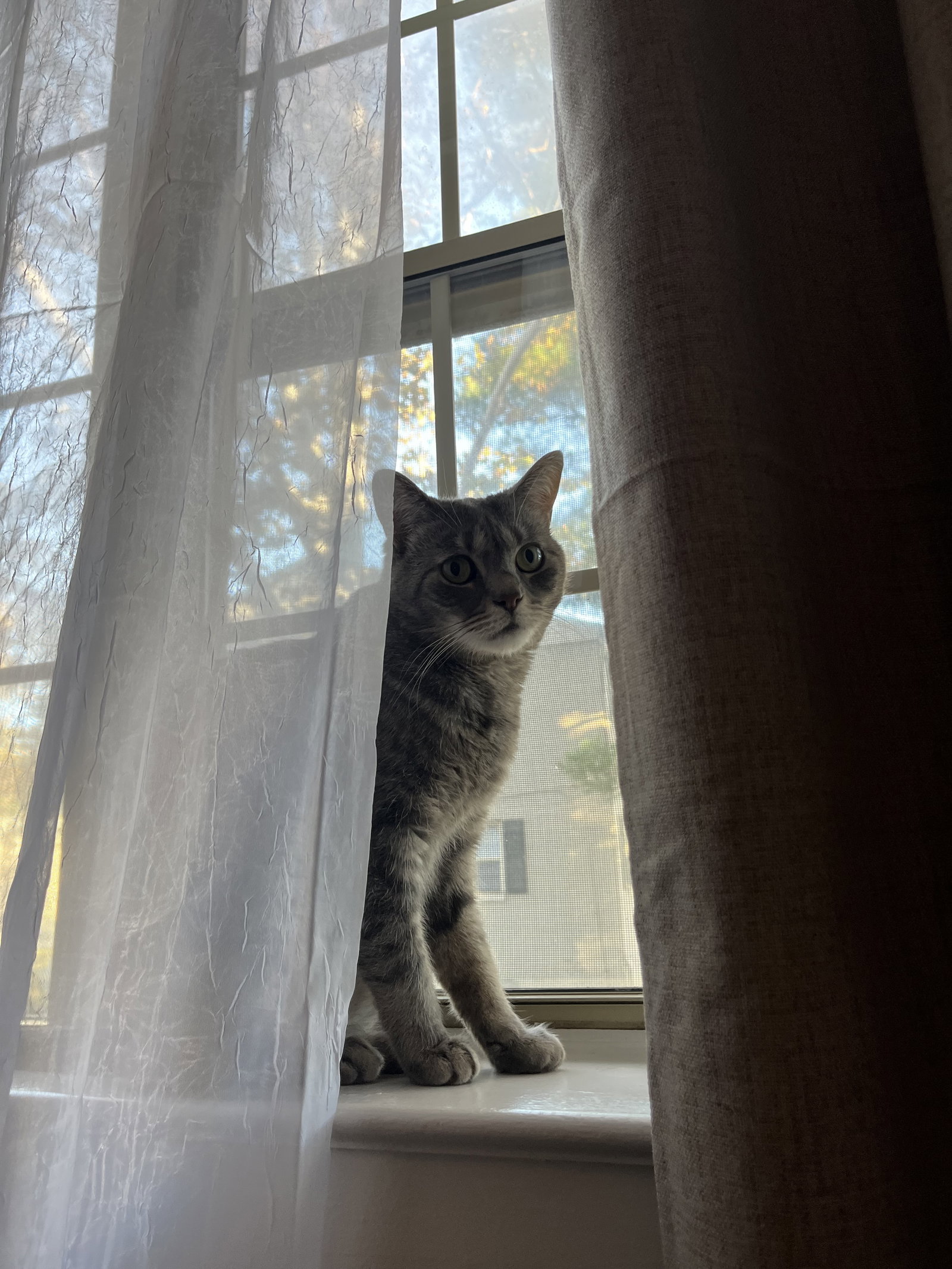Gizmo D., photo 4