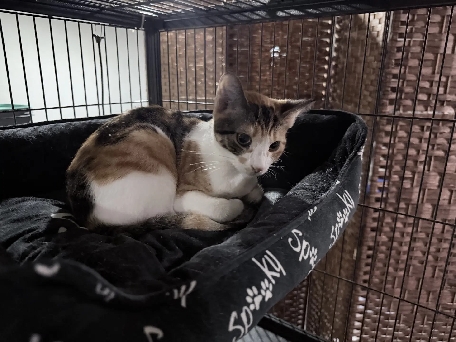 Princess Donut - Domestic Short Hair