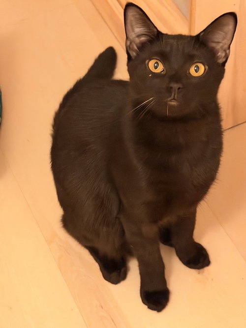 Little Onyx, a cat for adoption from Trenton Cats Rescue