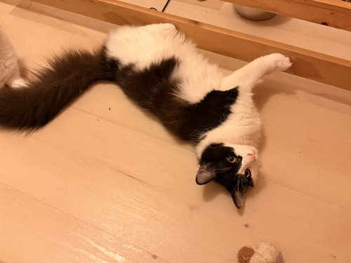 Cindy Crawford, a cat for adoption from Trenton Cats Rescue