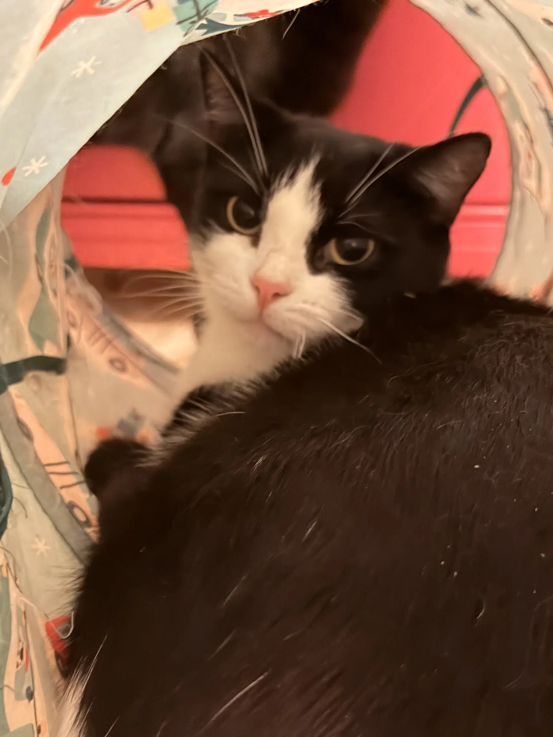 Harlequin Doll - Domestic Short Hair