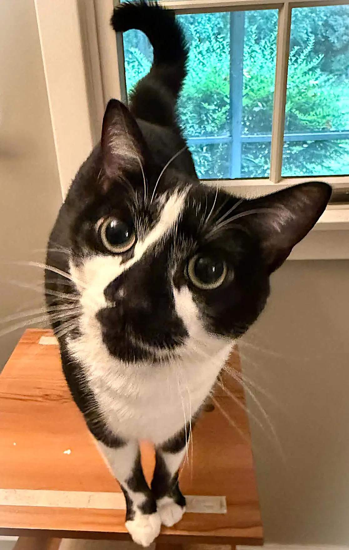 Nosy - Domestic Short Hair