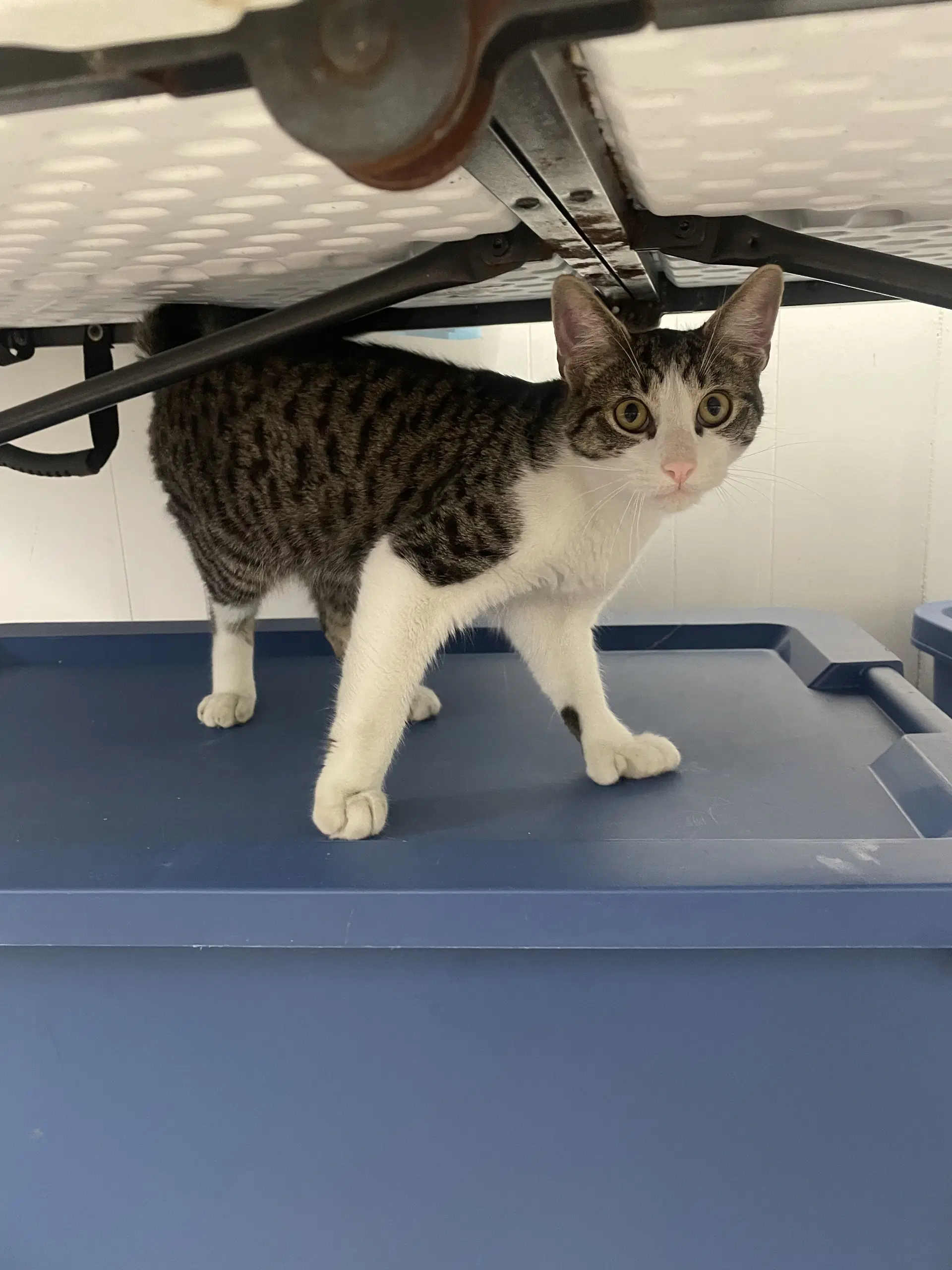 Squeak - Domestic Short Hair