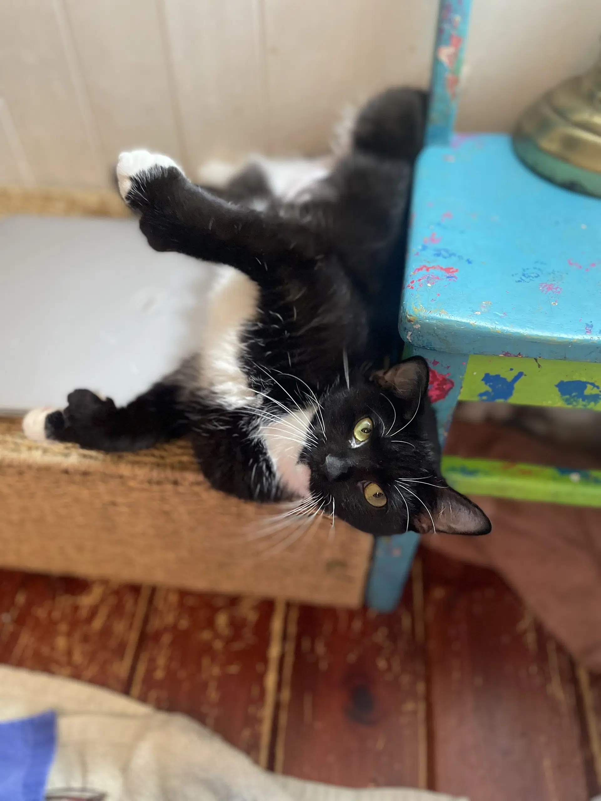 Azurite - Domestic Short Hair