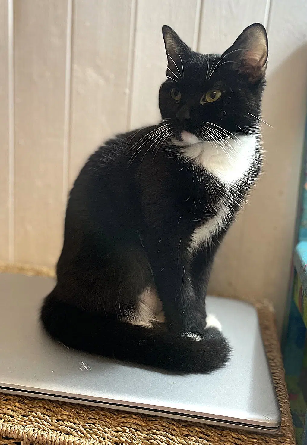 Azurite - Domestic Short Hair