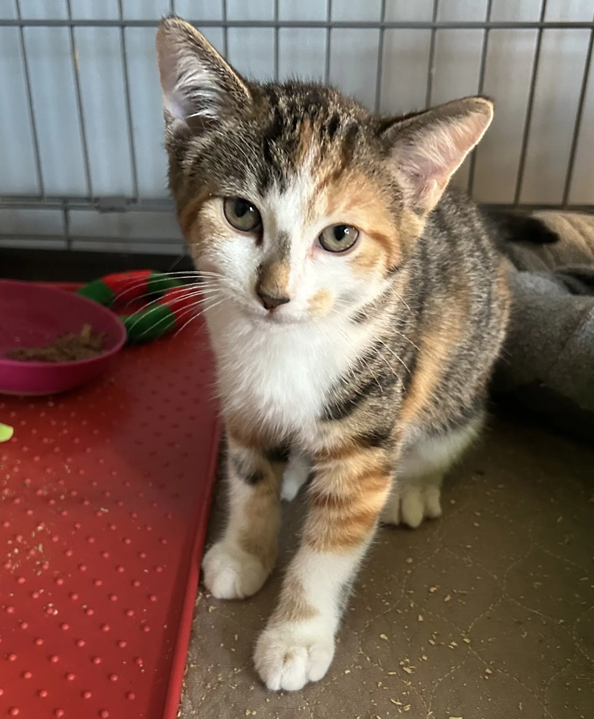 Amber Read - Domestic Short Hair