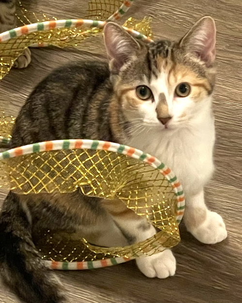 Amber Read, Domestic Short Hair (short coat)